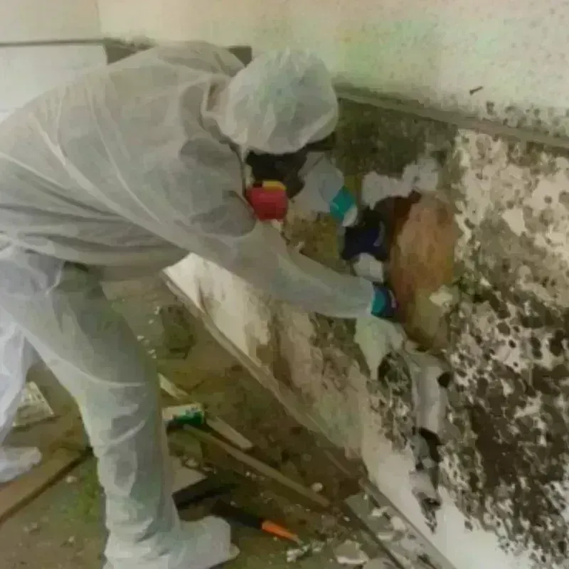 Mold Remediation and Removal in Kurtistown, HI